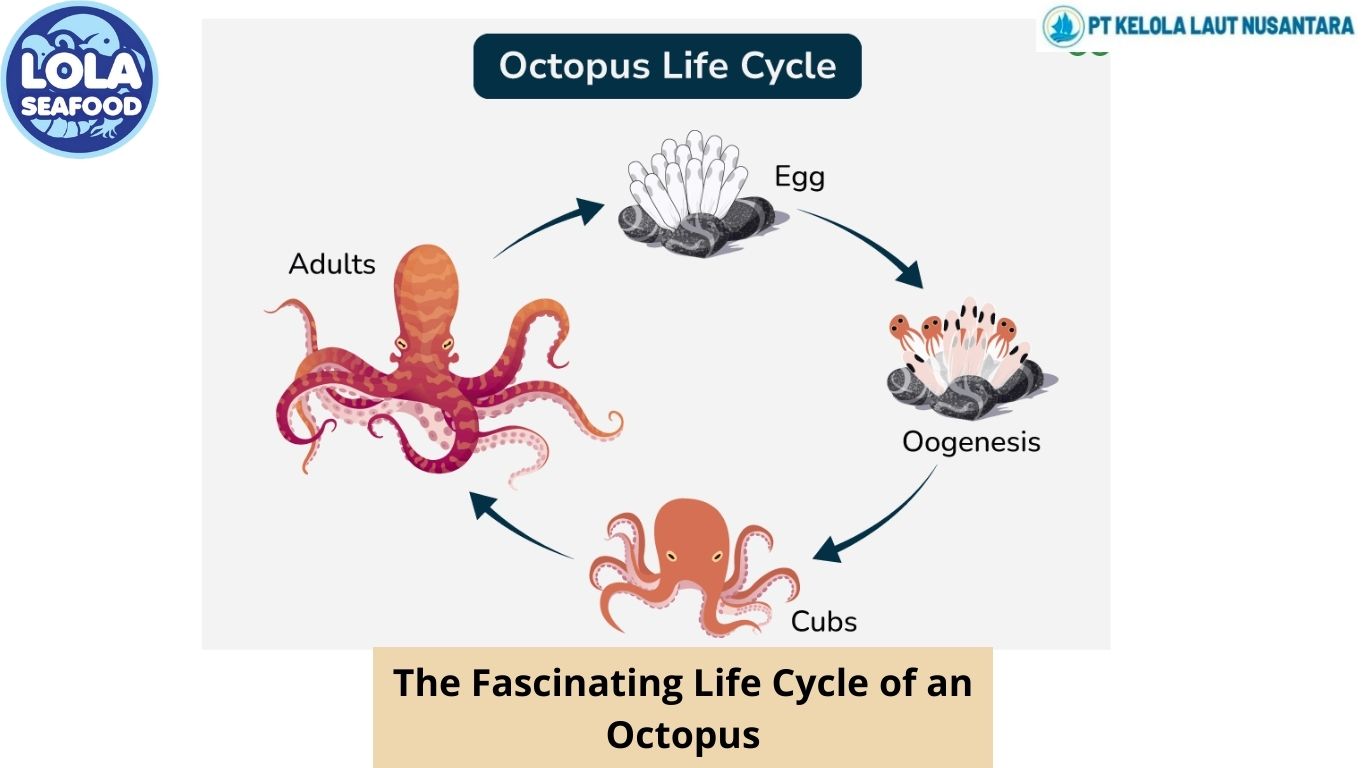 The Fascinating Life Cycle of an Octopus